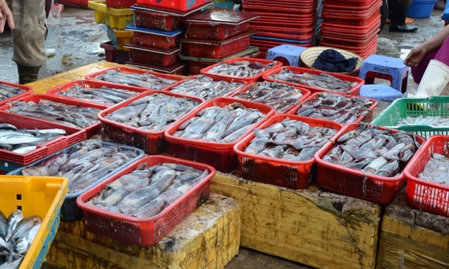 Thành phố Đà Nẵng quyết định mở các điểm bán cá sạch từ ngày 2-5 - Ảnh 2