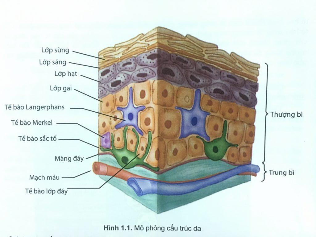 ​​​​​​​Ở giai đoạn đầu, các tế bào sắc tố thường nằm ở lớp đáy của thượng bì